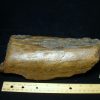 Mammal Fossils StonesBones | Mastodon Americanum Leg Bone Section (062023D) - The Stones & Bones Collection