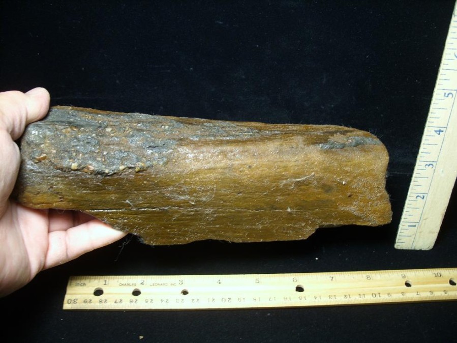 Mammal Fossils StonesBones | Mastodon Americanum Leg Bone Section (062023D) - The Stones & Bones Collection