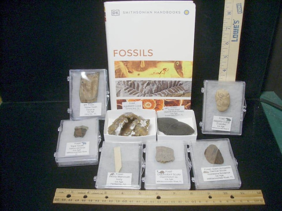 Collection Kits StonesBones | Small Ice Age Fossil Kit (081523N) - The Stones & Bones Collection