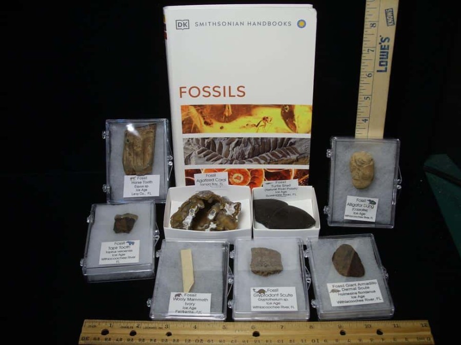 Collection Kits StonesBones | Small Ice Age Fossil Kit (081523N) - The Stones & Bones Collection