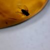 Amber StonesBones | Dominican Amber Specimen With Fly (060123A - The Stones & Bones Collection