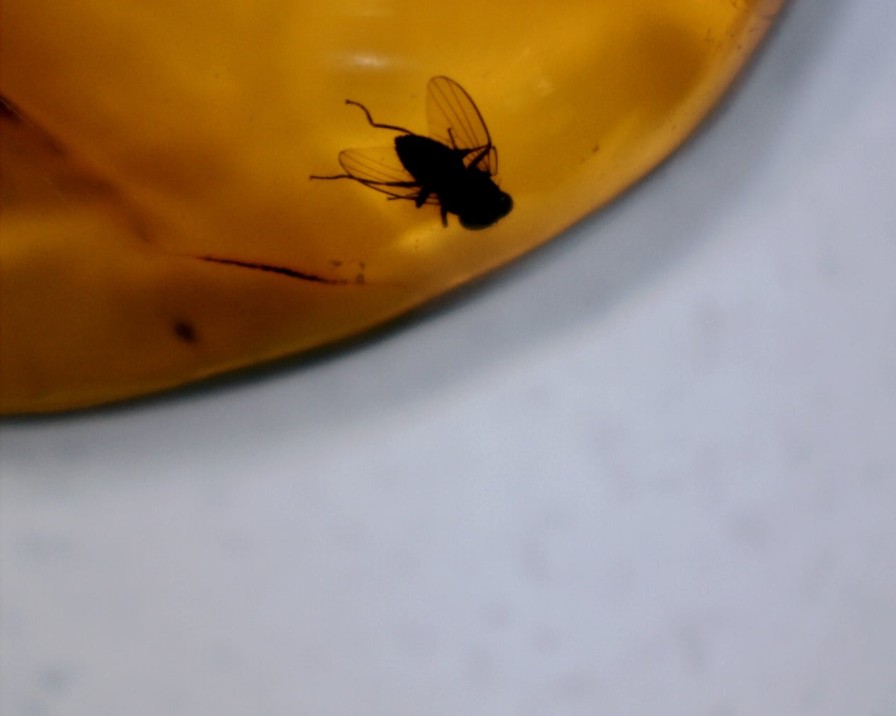 Amber StonesBones | Dominican Amber Specimen With Fly (060123A - The Stones & Bones Collection