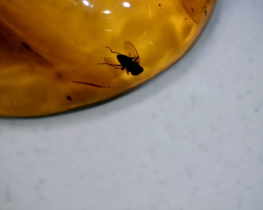 Amber StonesBones | Dominican Amber Specimen With Fly (060123A - The Stones & Bones Collection