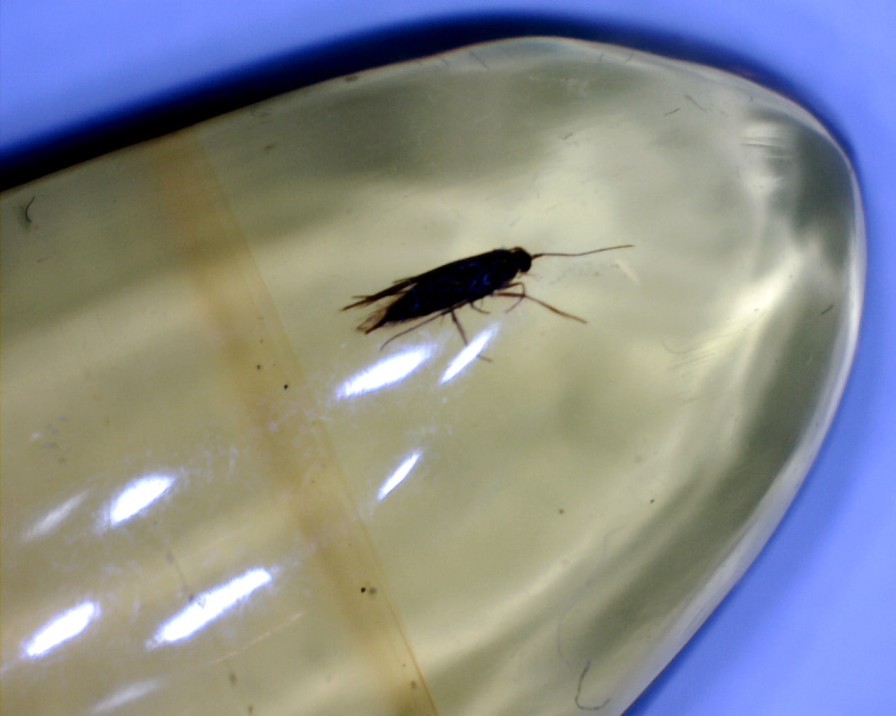 Amber StonesBones | Dominican Amber Specimen With Moth (022423C) - The Stones & Bones Collection