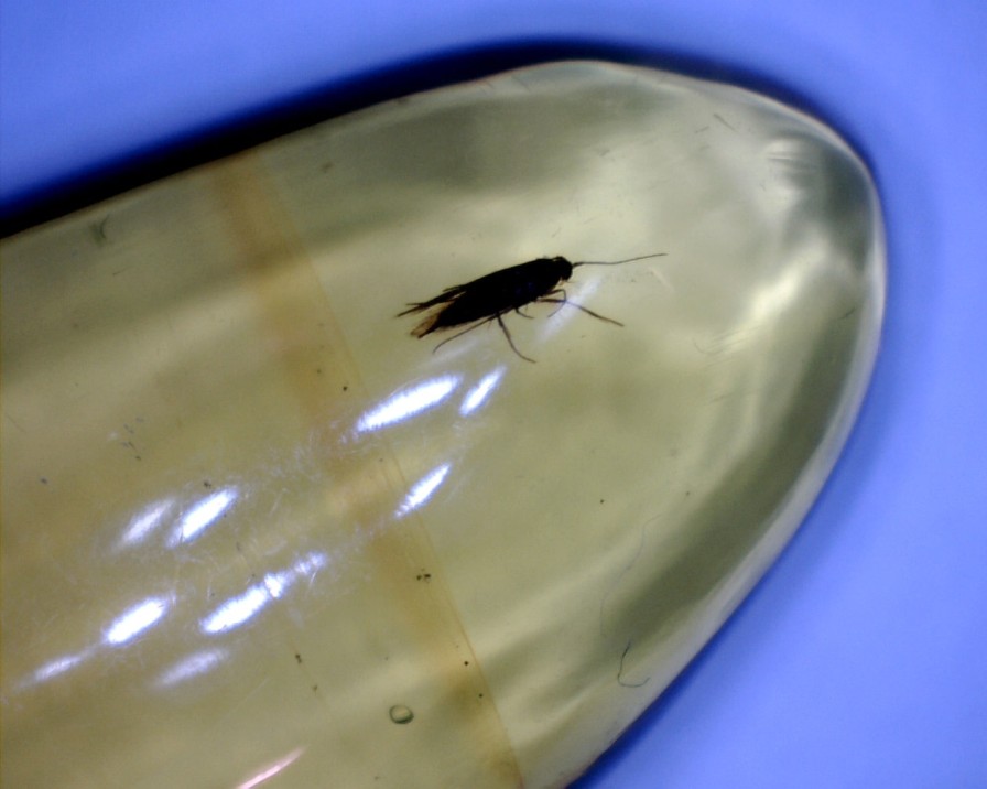 Amber StonesBones | Dominican Amber Specimen With Moth (022423C) - The Stones & Bones Collection