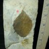 Plant Fossils StonesBones | Fossil Tree Leaf (110222E) - The Stones & Bones Collection