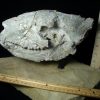 Mammal Fossils StonesBones | Fossil Merycoidodon Oreodont Skull (082723Et) - The Stones & Bones Collection