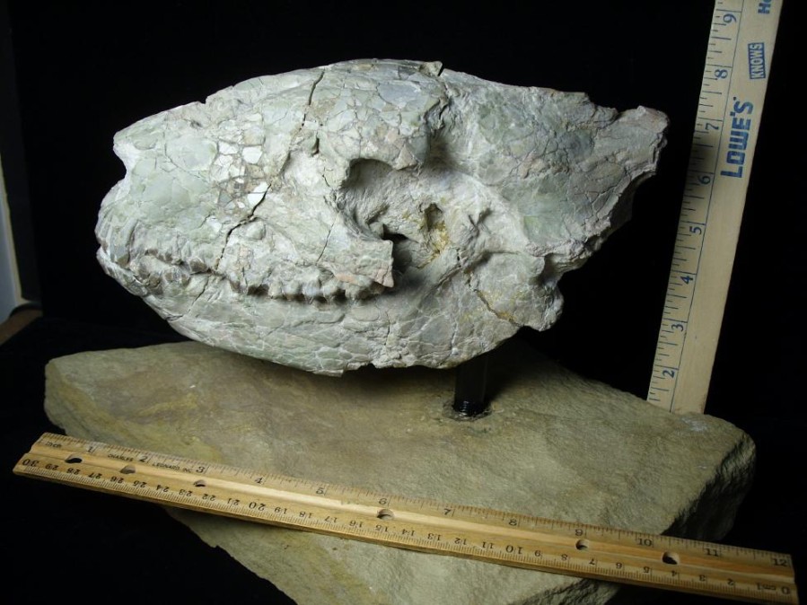 Mammal Fossils StonesBones | Fossil Merycoidodon Oreodont Skull (082723Et) - The Stones & Bones Collection