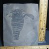 Eurypterids (Sea Scorpions) StonesBones | Eurypterid Specimen (012024M) - The Stones & Bones Collection