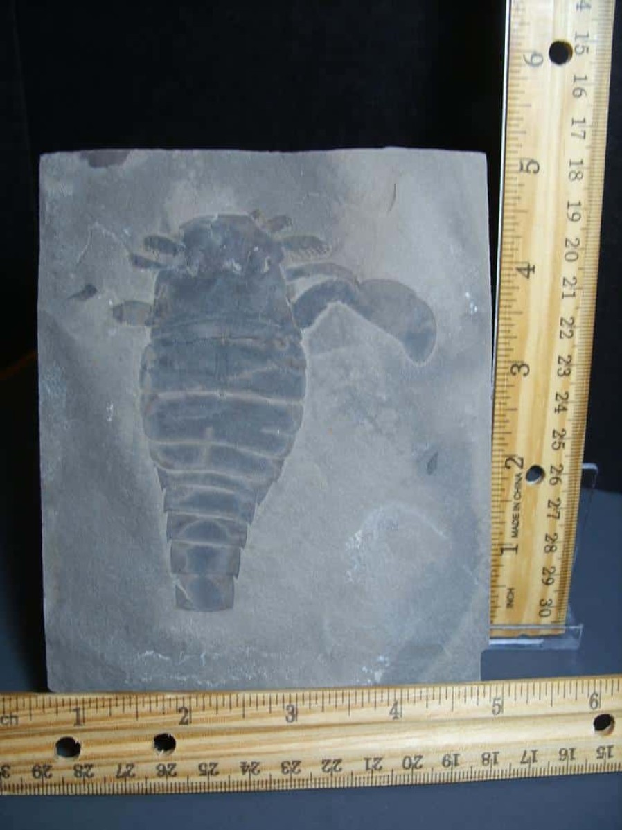 Eurypterids (Sea Scorpions) StonesBones | Eurypterid Specimen (012024M) - The Stones & Bones Collection