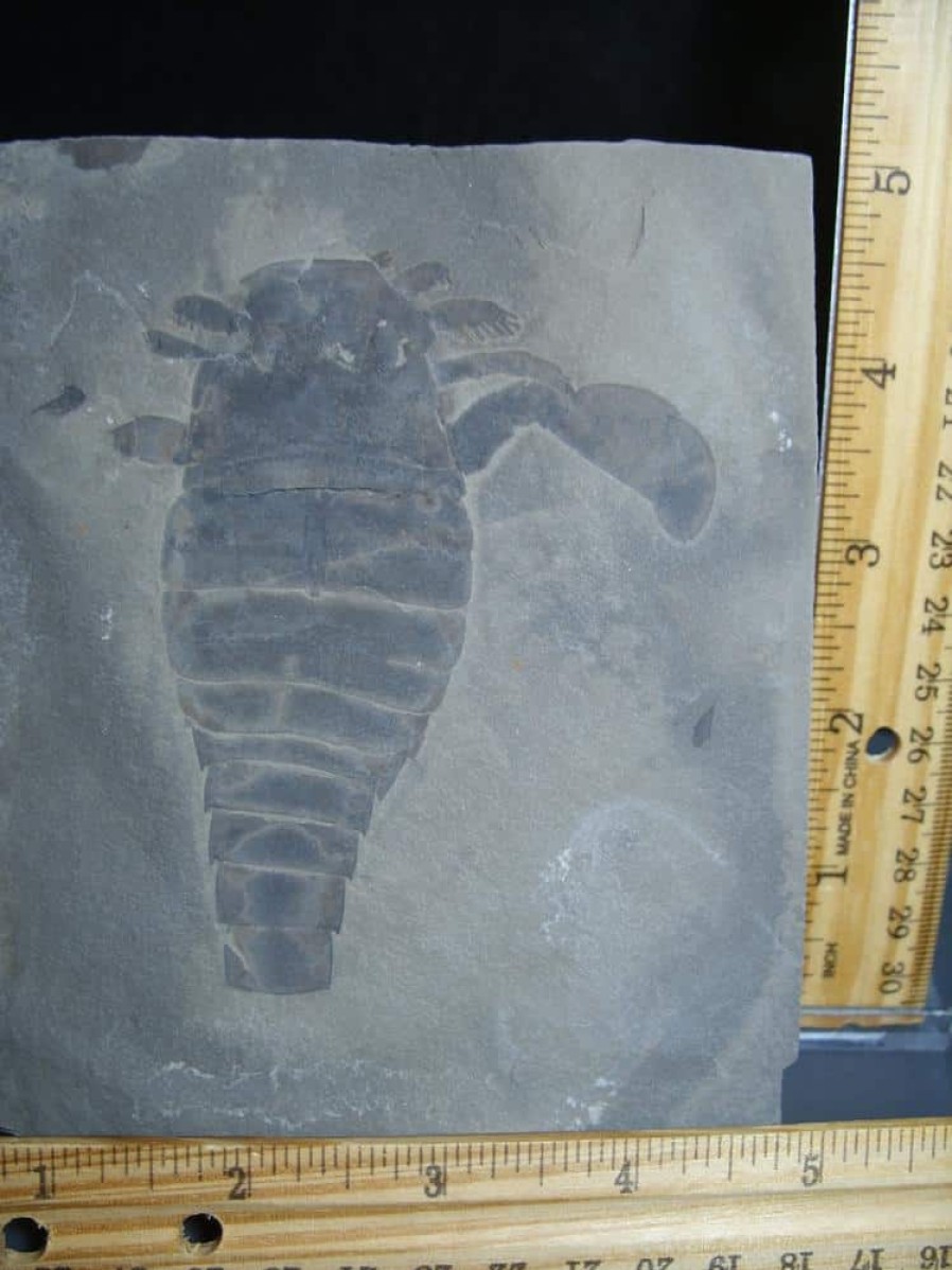 Eurypterids (Sea Scorpions) StonesBones | Eurypterid Specimen (012024M) - The Stones & Bones Collection