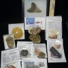 Collection Kits StonesBones | Premium Beginners Fossil Kit (052623A) - The Stones & Bones Collection