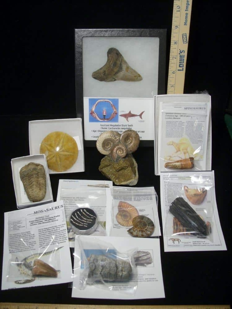 Collection Kits StonesBones | Premium Beginners Fossil Kit (052623A) - The Stones & Bones Collection