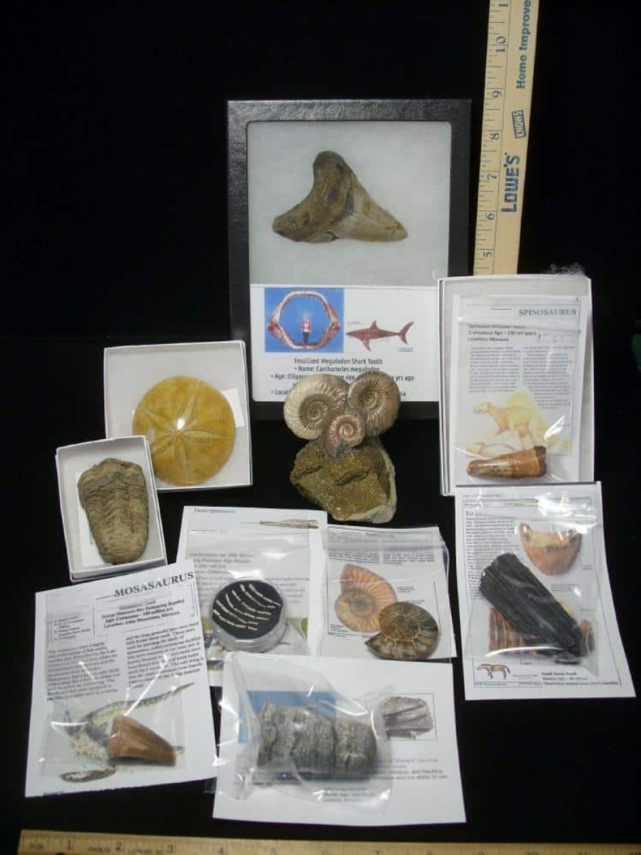 Collection Kits StonesBones | Premium Beginners Fossil Kit (052623A) - The Stones & Bones Collection