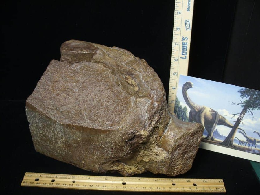 Collector'S Choice StonesBones | Camarasaurus Dinosaur Vertebra (Partial) (091923A) - The Stones & Bones Collection