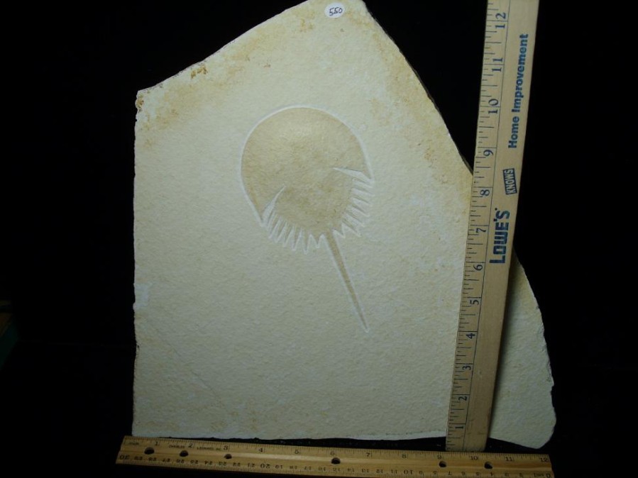 Crab, Shrimp, & Starfish StonesBones | Solnhofen Fossil Horseshoe Crab (052923H) - The Stones & Bones Collection