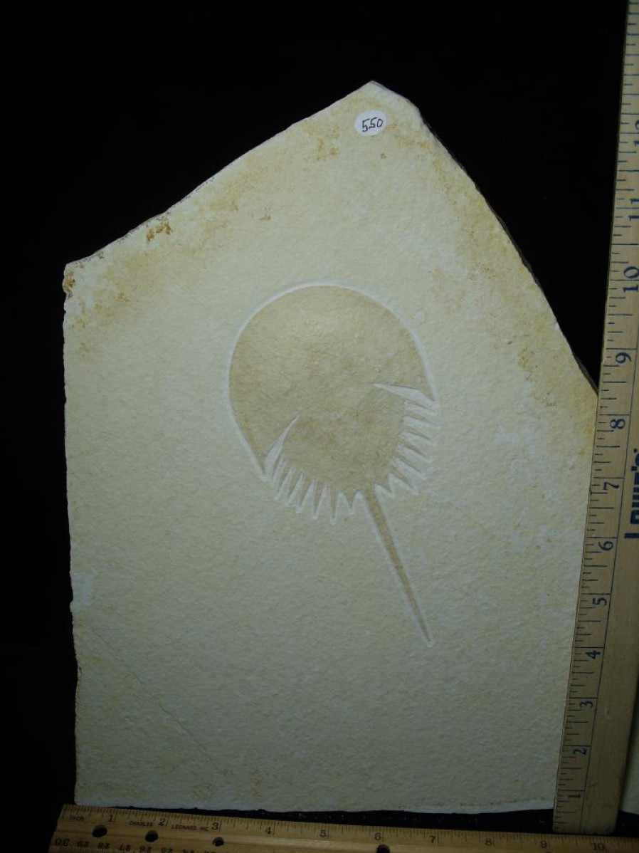 Crab, Shrimp, & Starfish StonesBones | Solnhofen Fossil Horseshoe Crab (052923H) - The Stones & Bones Collection