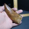 Dinosaurs Bones StonesBones | Charcarodontosaurus Dinosaur Tooth (012024P) - The Stones & Bones Collection