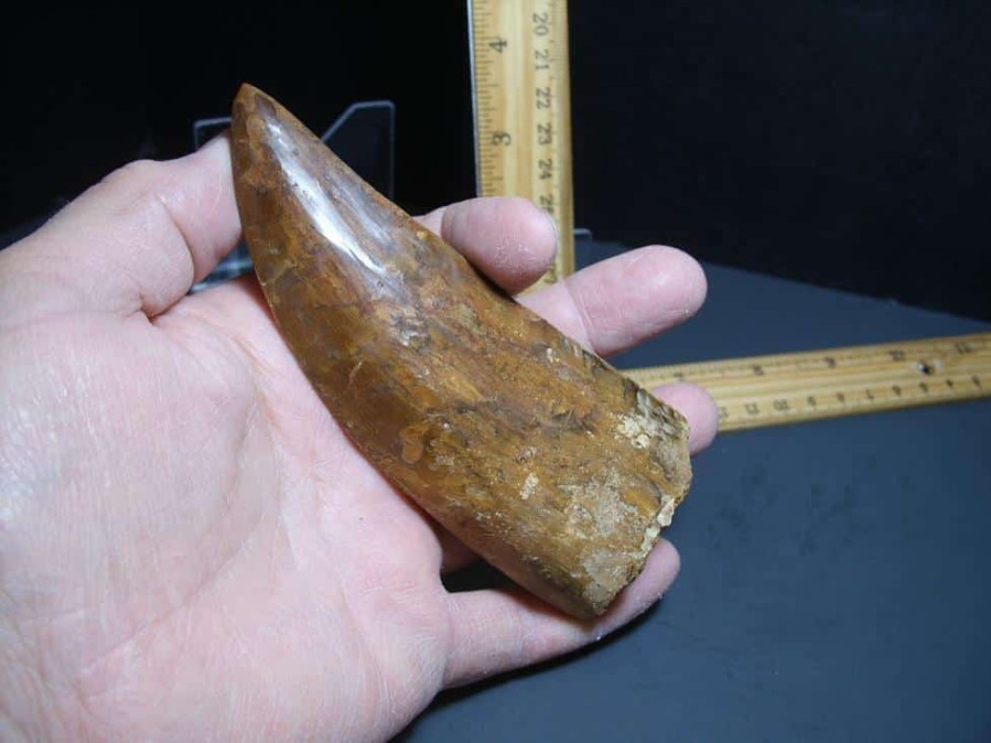 Dinosaurs Bones StonesBones | Charcarodontosaurus Dinosaur Tooth (012024P) - The Stones & Bones Collection