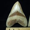 Collector'S Choice StonesBones | 6&3/4 Inch Fossil Megalodon Shark Tooth (030223V) - The Stones & Bones Collection