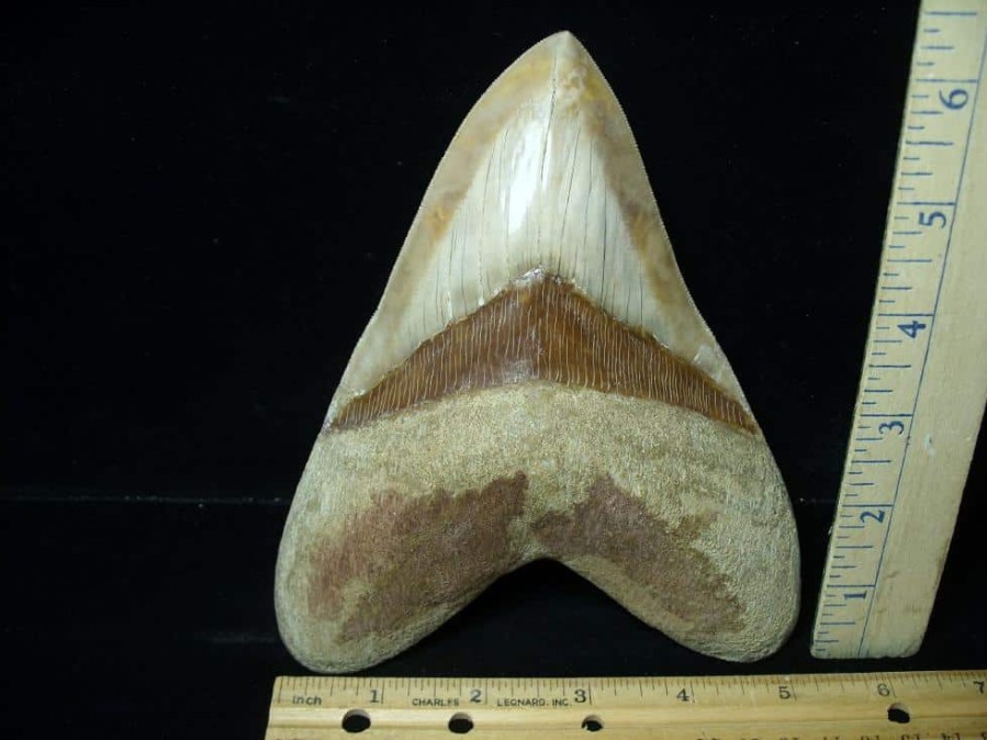 Collector'S Choice StonesBones | 6&3/4 Inch Fossil Megalodon Shark Tooth (030223V) - The Stones & Bones Collection