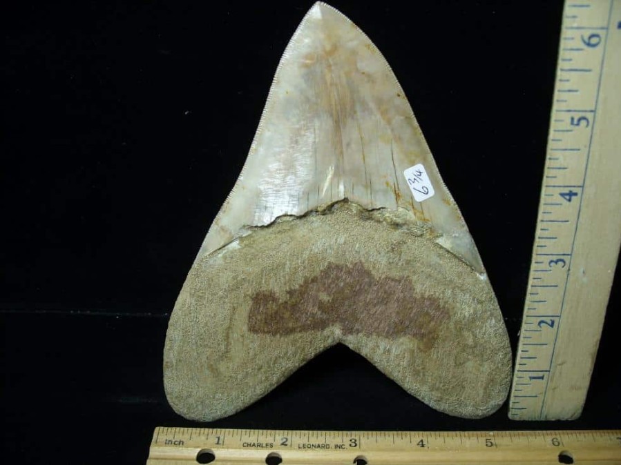 Collector'S Choice StonesBones | 6&3/4 Inch Fossil Megalodon Shark Tooth (030223V) - The Stones & Bones Collection