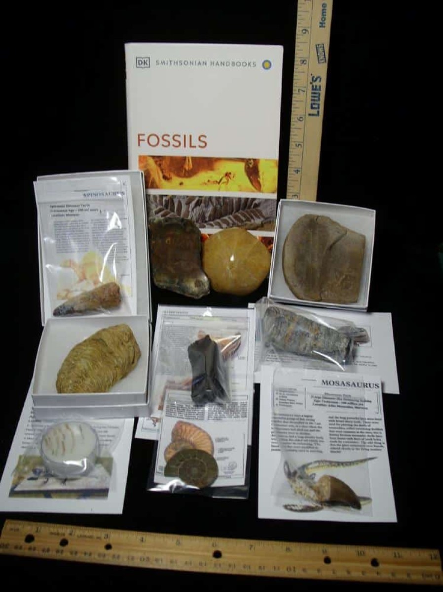 Collection Kits StonesBones | #11 Beginners Fossil Kit (063923E) - The Stones & Bones Collection