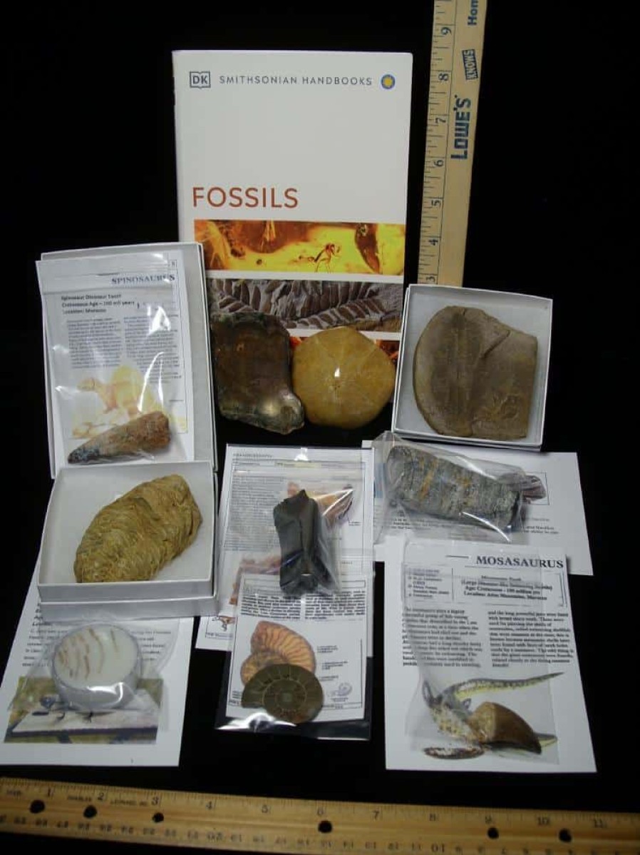 Collection Kits StonesBones | #11 Beginners Fossil Kit (063923E) - The Stones & Bones Collection