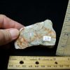 Coprolites StonesBones | Dinosaur Coprolite (Poop) (092022F) - The Stones & Bones Collection