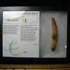 Dinosaur Claws & Teeth StonesBones | Plesiosaurus Dinosaur Tooth (123023D) - The Stones & Bones Collection