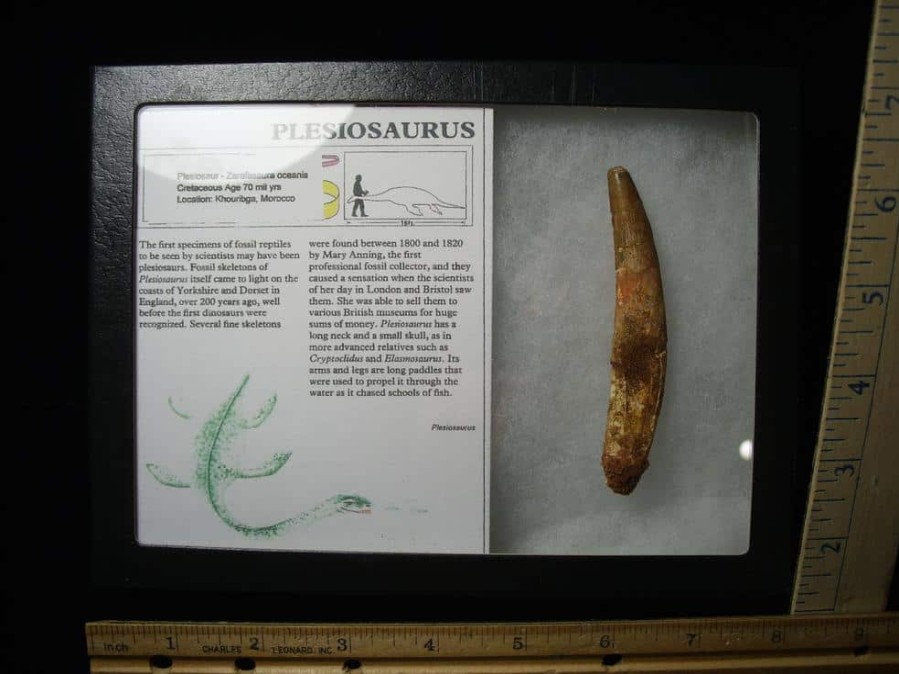 Dinosaur Claws & Teeth StonesBones | Plesiosaurus Dinosaur Tooth (123023D) - The Stones & Bones Collection