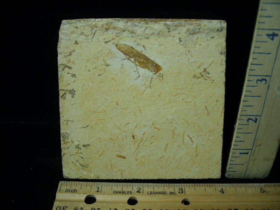 Fossil Insects StonesBones | Fossilized "Grasshopper" In Matrix (021923N) - The Stones & Bones Collection