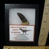 Close Out Specials StonesBones | Daspletosaur Dinosaur Tooth (100422J)..* "Special Below Dealer Cost " - The Stones & Bones Collection