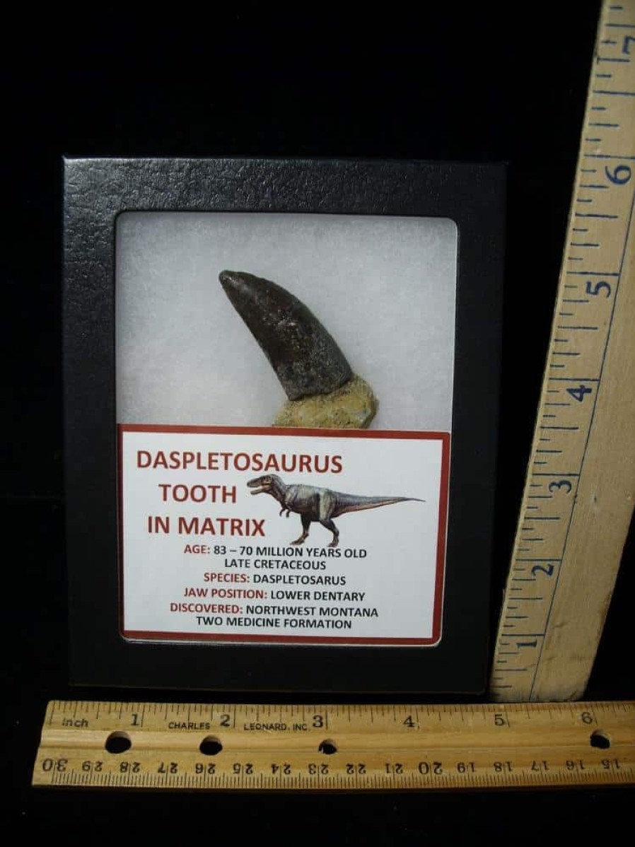 Close Out Specials StonesBones | Daspletosaur Dinosaur Tooth (100422J)..* "Special Below Dealer Cost " - The Stones & Bones Collection