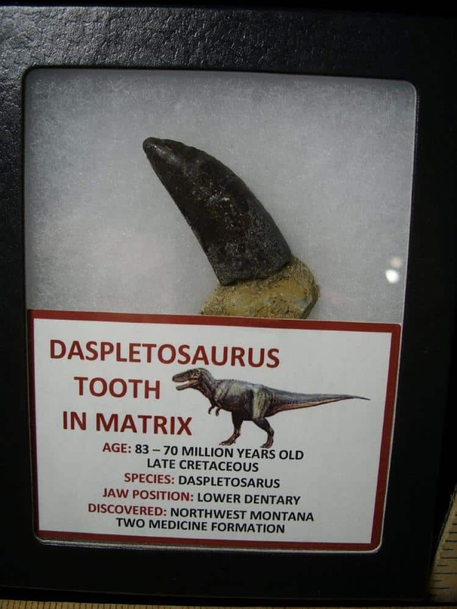 Close Out Specials StonesBones | Daspletosaur Dinosaur Tooth (100422J)..* "Special Below Dealer Cost " - The Stones & Bones Collection