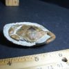 Crab, Shrimp, & Starfish StonesBones | Fossil Crab In Stone Nodule (012423N) - The Stones & Bones Collection