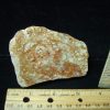 Coprolites StonesBones | Dinosaur Coprolite (Poop) (123123A) - The Stones & Bones Collection