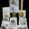 Collection Kits StonesBones | Premium Beginners Fossil Kit (052623B) - The Stones & Bones Collection