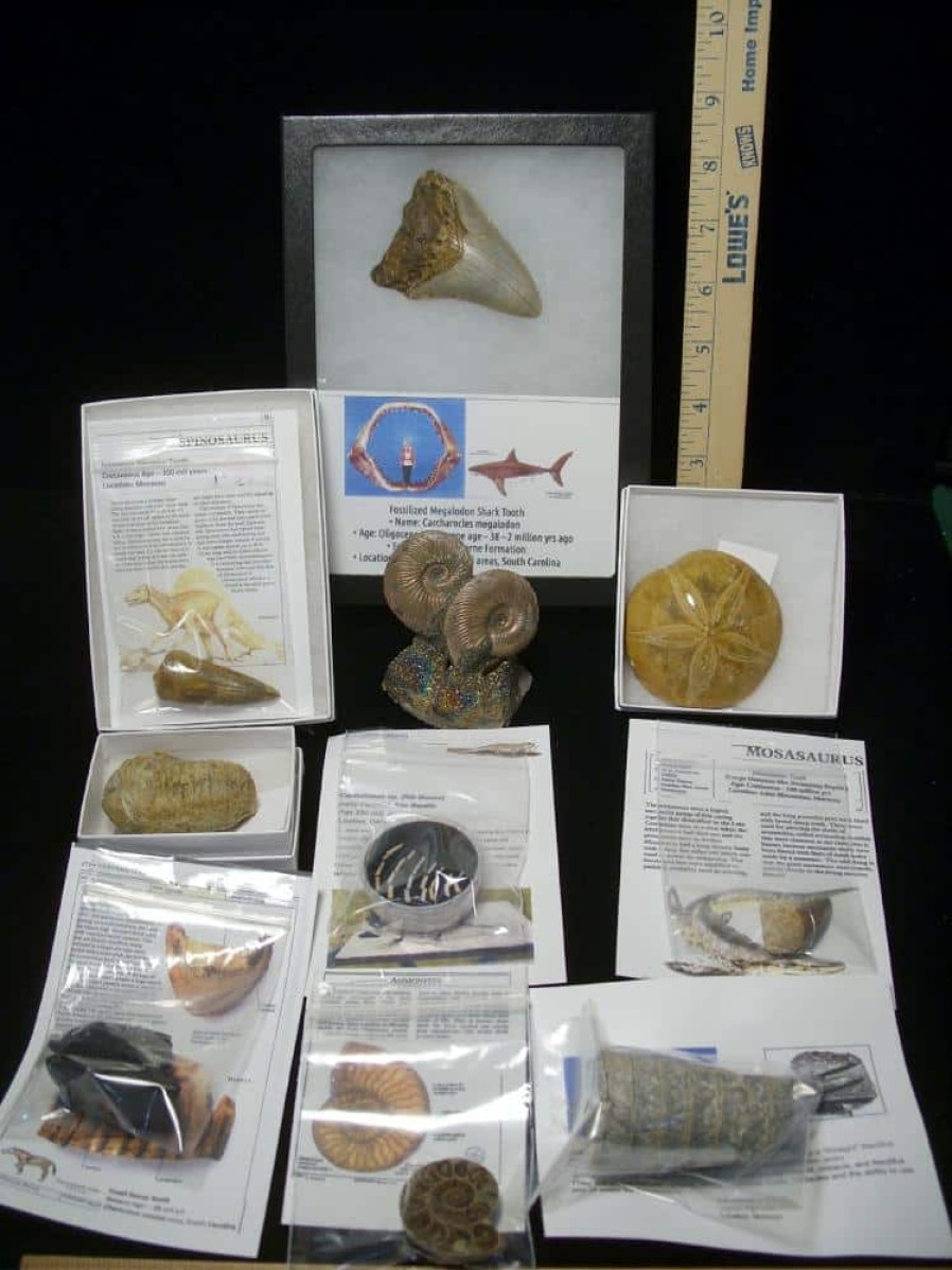 Collection Kits StonesBones | Premium Beginners Fossil Kit (052623B) - The Stones & Bones Collection