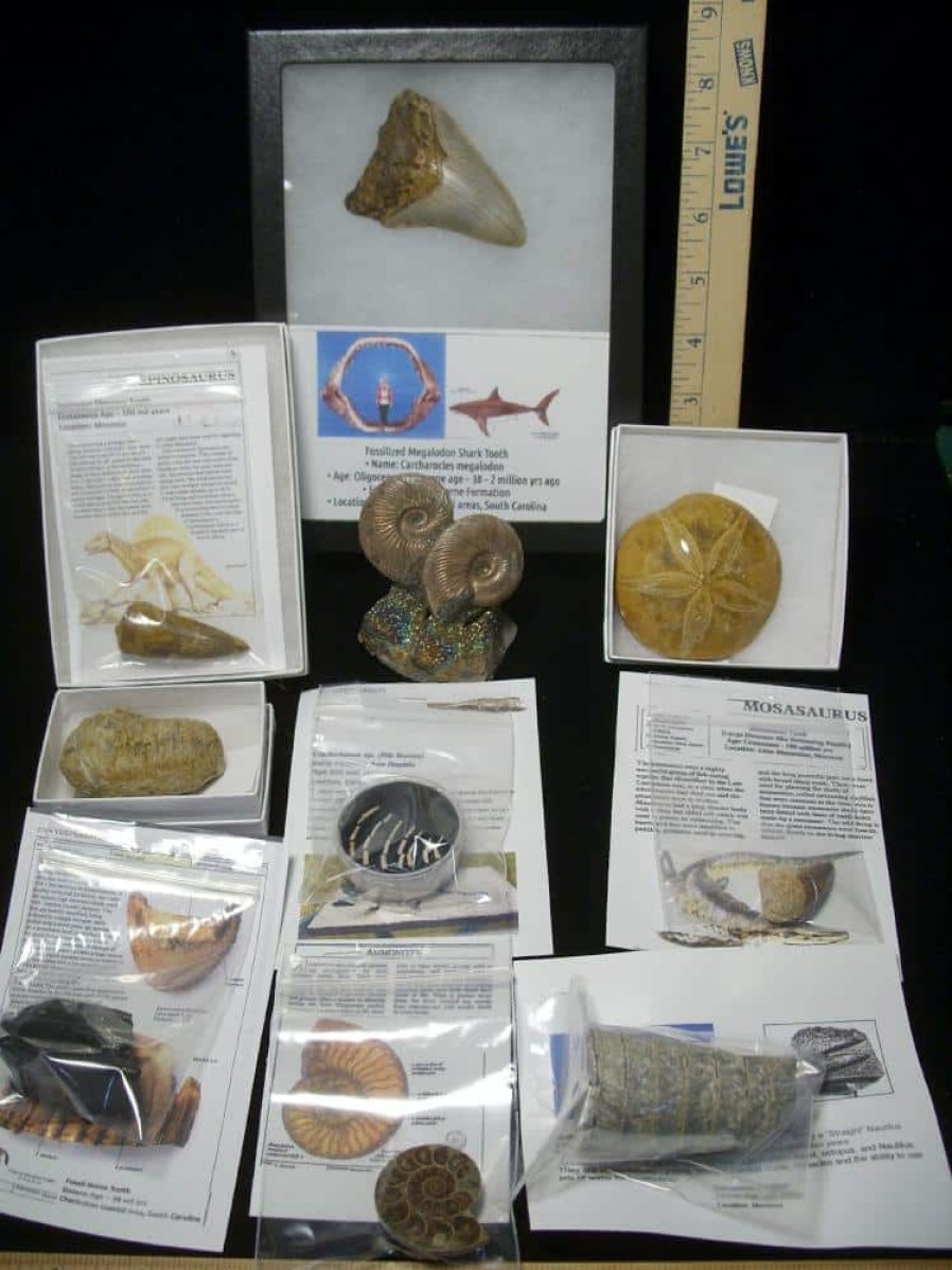 Collection Kits StonesBones | Premium Beginners Fossil Kit (052623B) - The Stones & Bones Collection