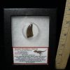 Close Out Specials StonesBones | Nannotyrannus Dinosaur Tooth (100422A) ….* "Special Below Dealer Cost " * - The Stones & Bones Collection