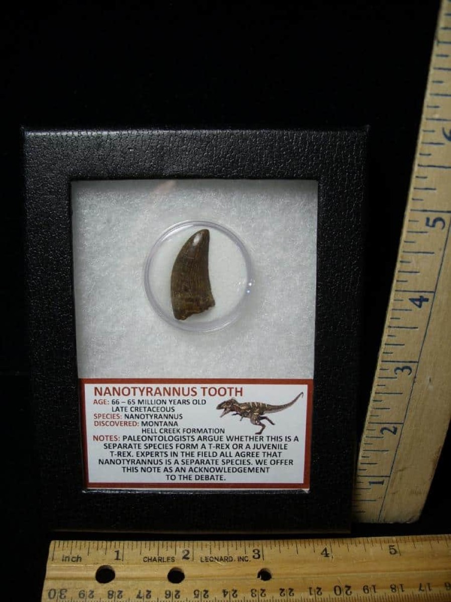 Close Out Specials StonesBones | Nannotyrannus Dinosaur Tooth (100422A) ….* "Special Below Dealer Cost " * - The Stones & Bones Collection