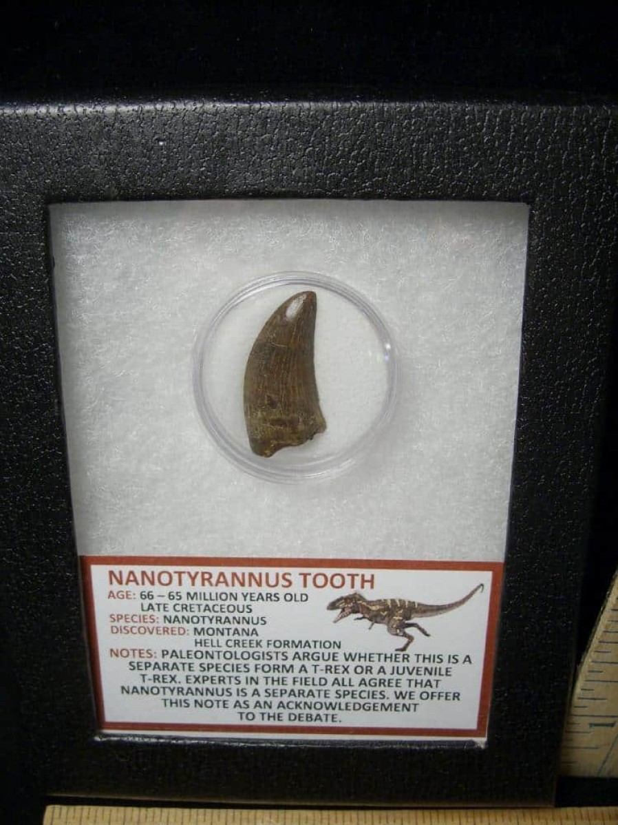 Close Out Specials StonesBones | Nannotyrannus Dinosaur Tooth (100422A) ….* "Special Below Dealer Cost " * - The Stones & Bones Collection