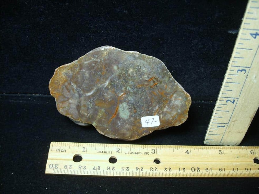 Coprolites StonesBones | Dinosaur Coprolite (Poop) (123123C) - The Stones & Bones Collection