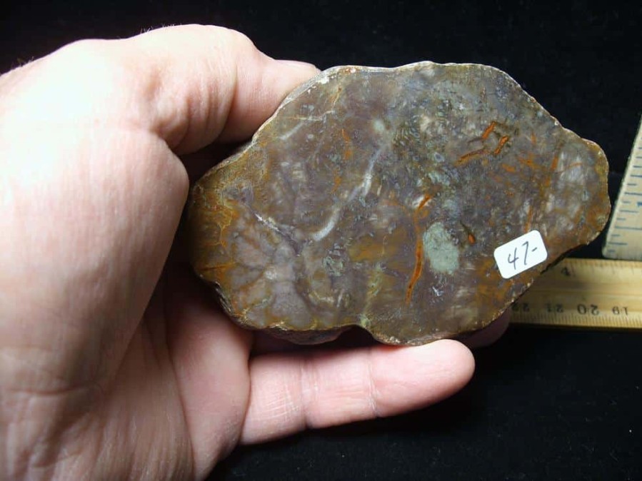 Coprolites StonesBones | Dinosaur Coprolite (Poop) (123123C) - The Stones & Bones Collection