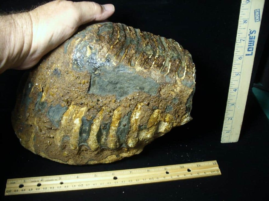 Mammal Fossils StonesBones | Fossilized Mammoth Molar (062123N) - The Stones & Bones Collection