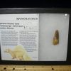 Dinosaur Claws & Teeth StonesBones | Large Authentic Spinosaurus Dinosaur Tooth (052123E) - The Stones & Bones Collection