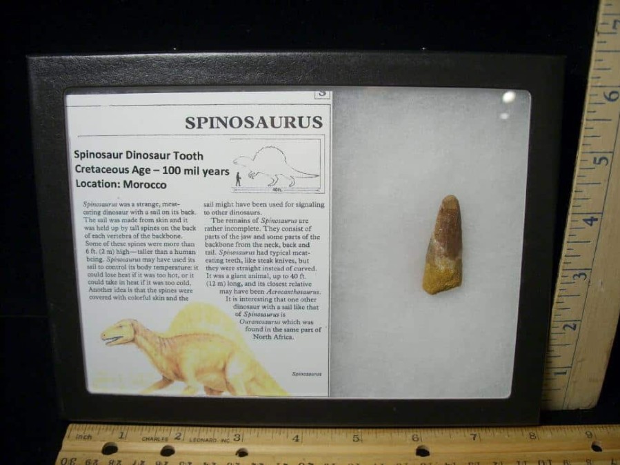 Dinosaur Claws & Teeth StonesBones | Large Authentic Spinosaurus Dinosaur Tooth (052123E) - The Stones & Bones Collection