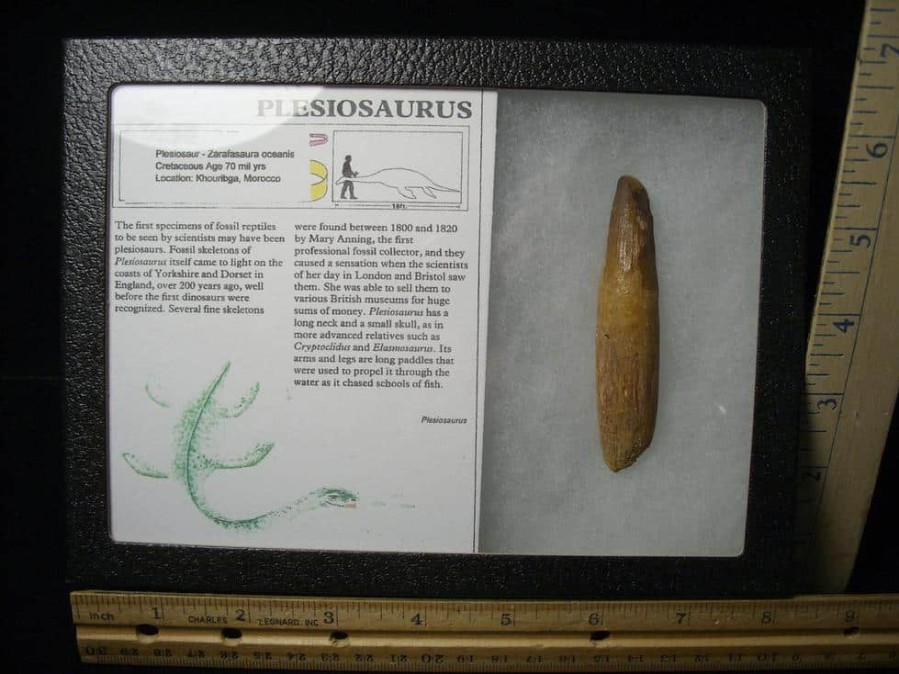 Dinosaur Claws & Teeth StonesBones | Plesiosaurus Dinosaur Tooth (123023C) - The Stones & Bones Collection