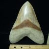 Collector'S Choice StonesBones | 7 Inch Fossil Megalodon Shark Tooth (030223W) - The Stones & Bones Collection